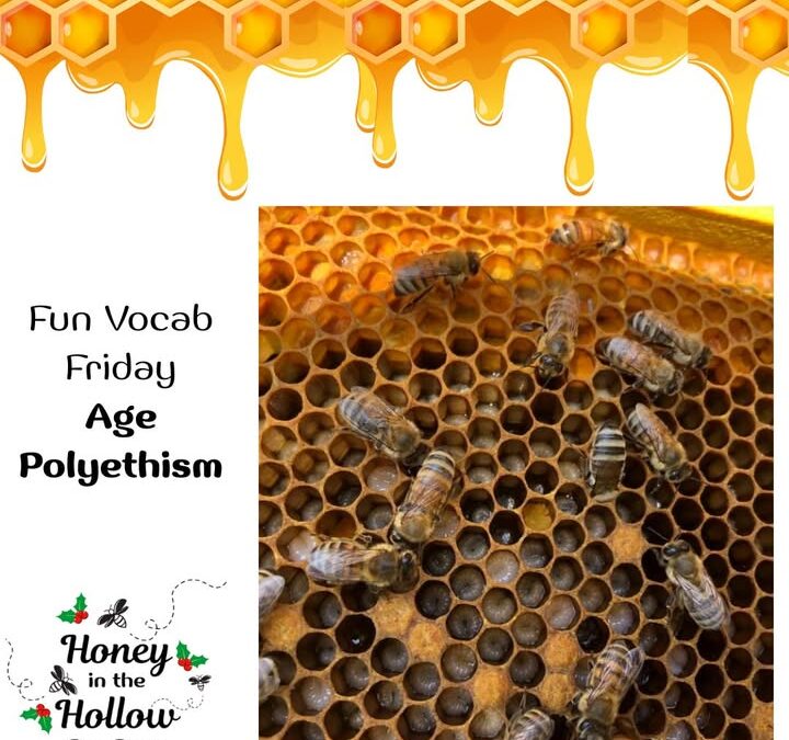 Age Polyethism – The phenomenon where female worker honeybees take on different jobs, or tasks, as they get older.🐝🐝🐝