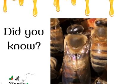 ❓🤔 Did you know that before a drone goes on a mating flight with a new queen, he looks like he’s primping for a date?