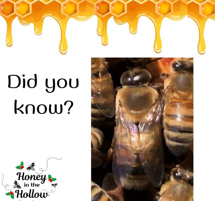 ❓🤔 Did you know that before a drone goes on a mating flight with a new queen, he looks like he’s primping for a date?