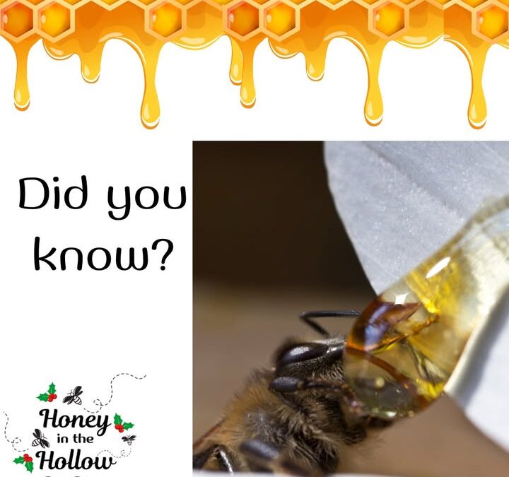 ❓🤔Did you know that honeybees must consume about 8 pounds of honey to produce 1 pound of wax?🤯  It’s a highly intense activity t…