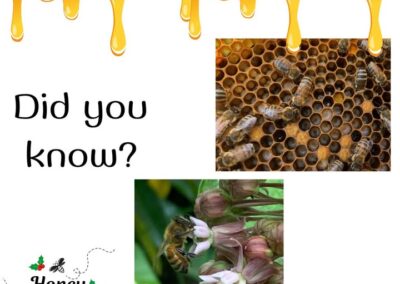❓🤔 Did you know our multi-talented worker bees manage different jobs at different ages