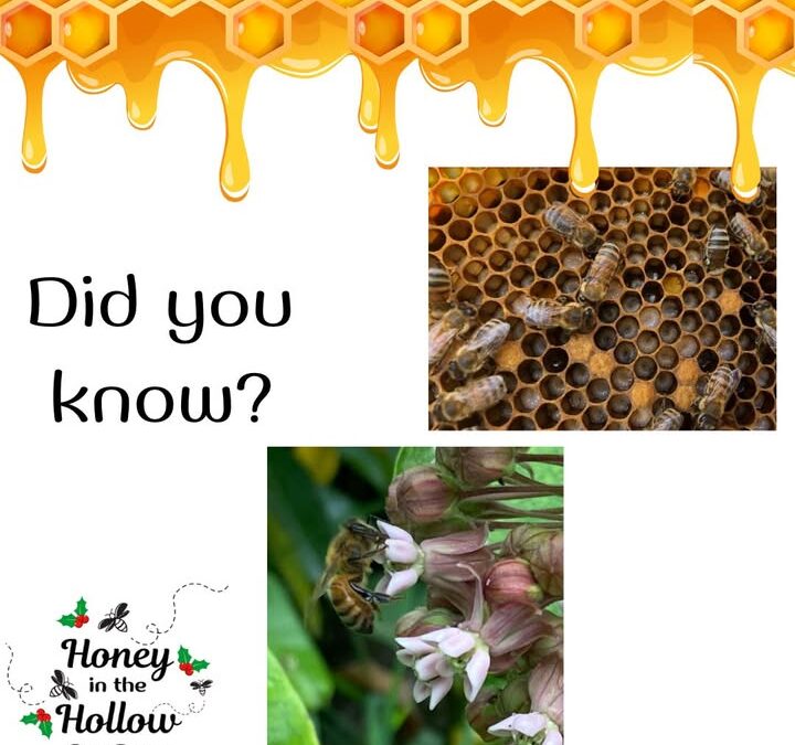 ❓🤔 Did you know our multi-talented worker bees manage different jobs at different ages