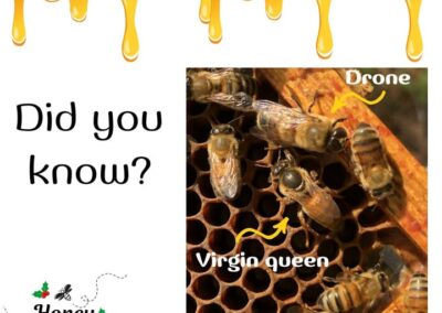 ❓🤔Did you know that a new queen will not mate with drones from her hive to prevent inbreeding?