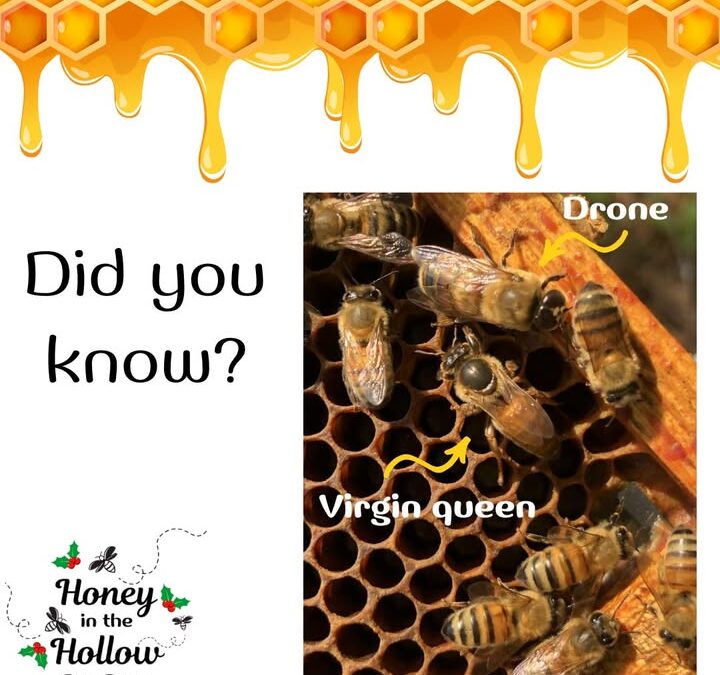 ❓🤔Did you know that a new queen will not mate with drones from her hive to prevent inbreeding?