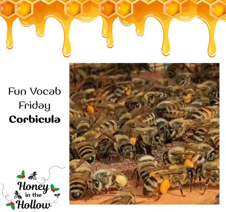 Corbicula – The unique pollen basket on the hind legs of some bees, including honeybees.🐝🐝🐝