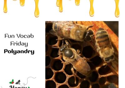 Polyandry – The fact that an unmated honeybee queen mates with many drones