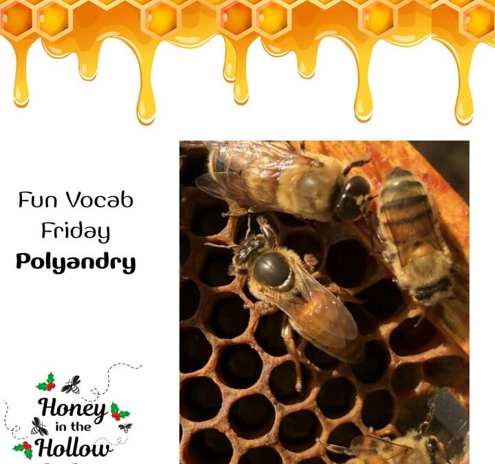 Polyandry – The fact that an unmated honeybee queen mates with many drones
