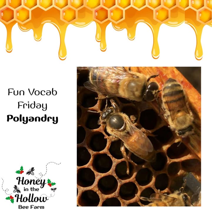 Polyandry – The fact that an unmated honeybee queen mates with many drones