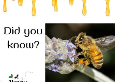 ❓🤔Did you know that honeybees collect pollen on their hairy bodies when they are collecting nectar, and then sweep it into a spe…