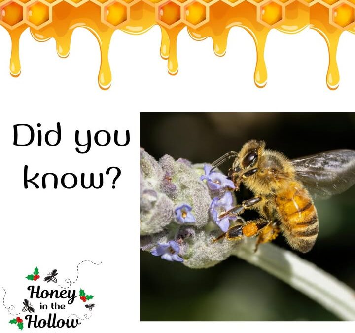 ❓🤔Did you know that honeybees collect pollen on their hairy bodies when they are collecting nectar, and then sweep it into a spe…