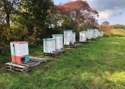 Honey In The Hollow Bee Farm LLC’s cover photo