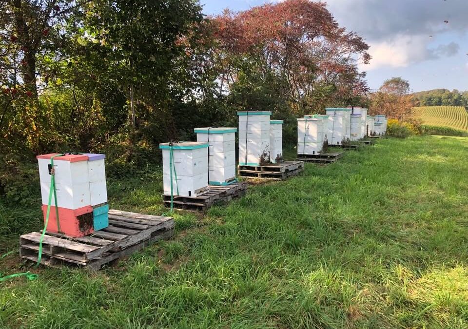 Honey In The Hollow Bee Farm LLC’s cover photo