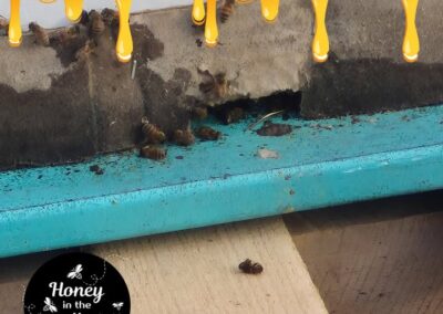 ⁉No matter how unpleasant, did you know dead bees can represent a healthy hive?