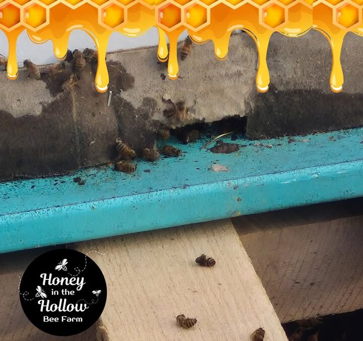⁉No matter how unpleasant, did you know dead bees can represent a healthy hive?
