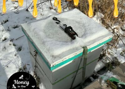 Let’s talk honeybees!