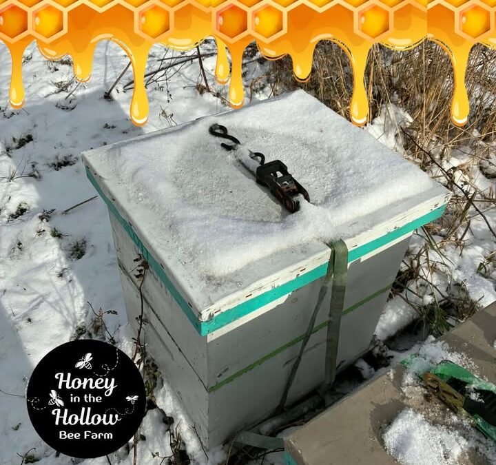 Let’s talk honeybees!