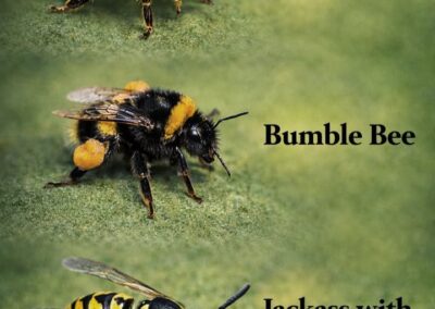 One works quietly and creates honey