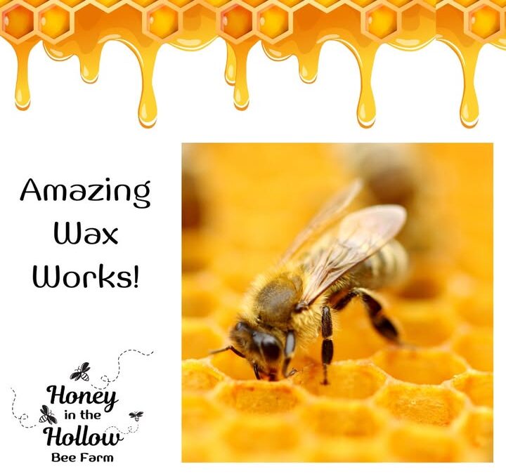 Wax doesn’t come from plants—it comes from bees 💛