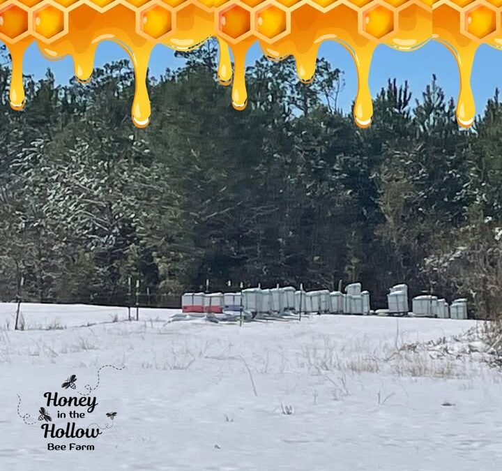 Our farmer friends in South Carolina aren’t too thrilled with us right now—they’re convinced our bees brought the snow with them