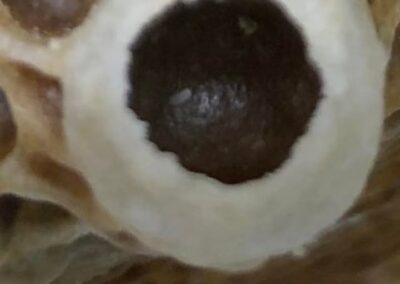 🐝 How a Hive Raises a New Queen — Part 2