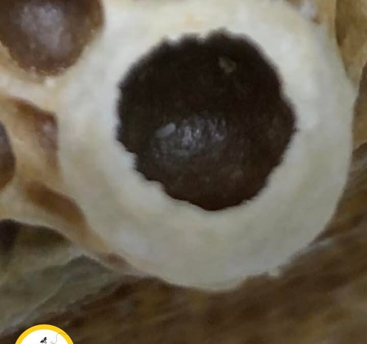 🐝 How a Hive Raises a New Queen — Part 2