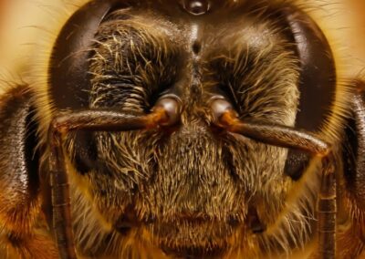 🐝 How a Hive Raises a New Queen — Part 3