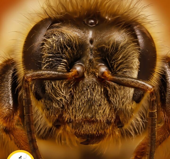 🐝 How a Hive Raises a New Queen — Part 3