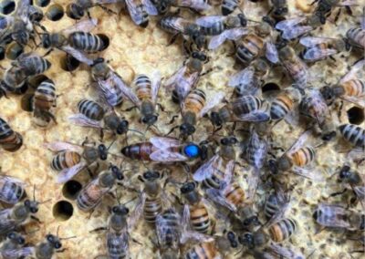 🐝 How a Hive Raises a New Queen — Part 1