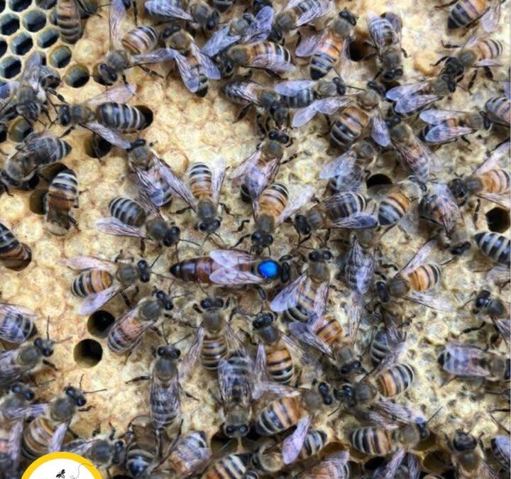 🐝 How a Hive Raises a New Queen — Part 1