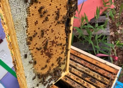🐝 How a Hive Raises a New Queen — Part 4