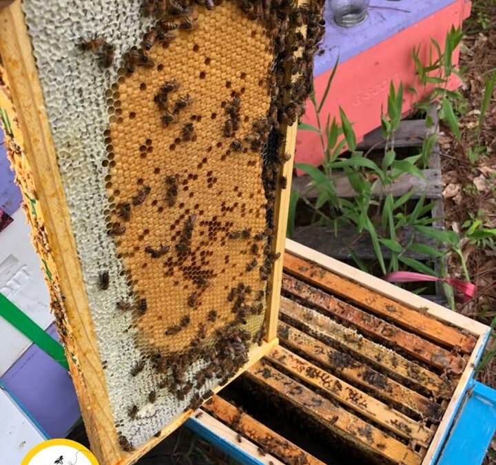 🐝 How a Hive Raises a New Queen — Part 4
