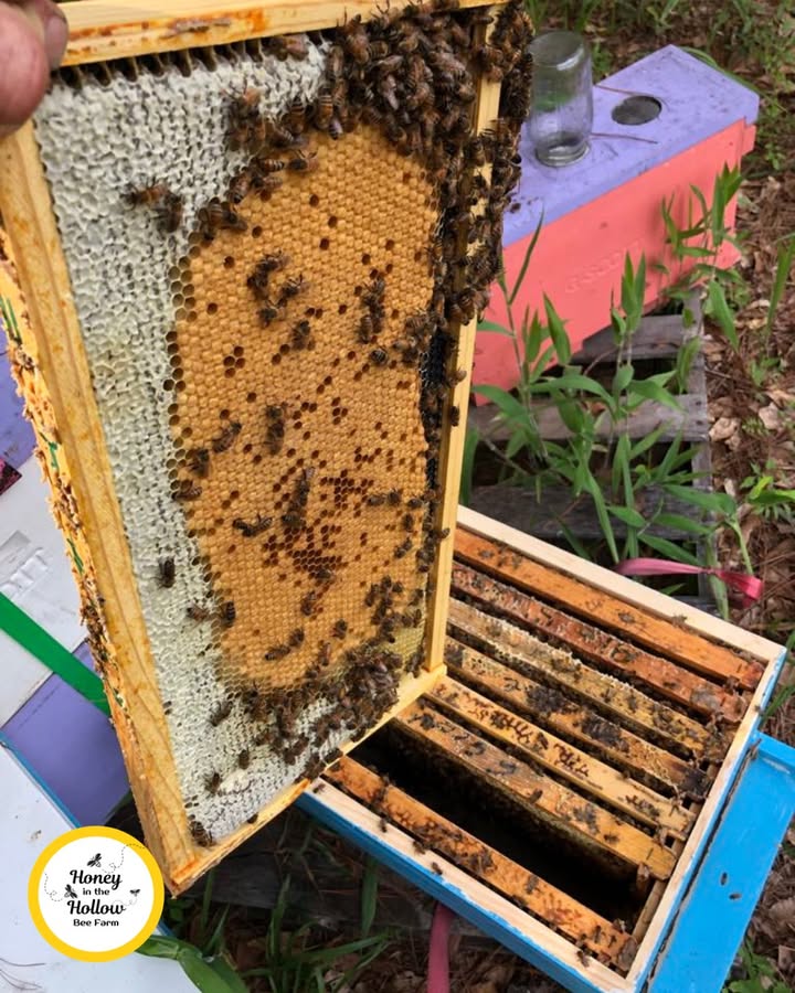 🐝 How a Hive Raises a New Queen — Part 4
