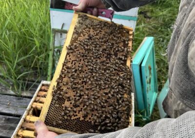 🐝 How a Hive Raises a New Queen — Part 5