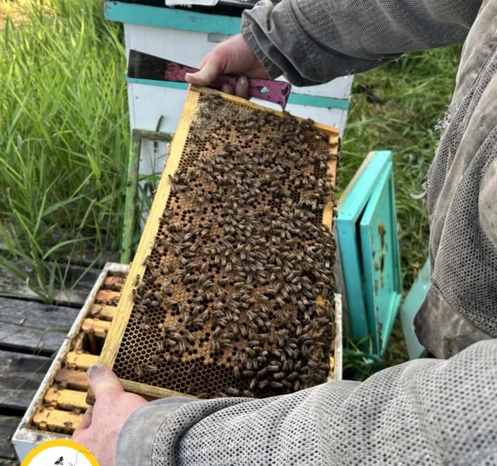 🐝 How a Hive Raises a New Queen — Part 5