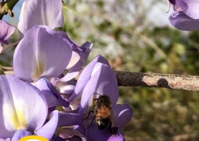 🌺🪻Spring Blooms = Happy Bees🐝