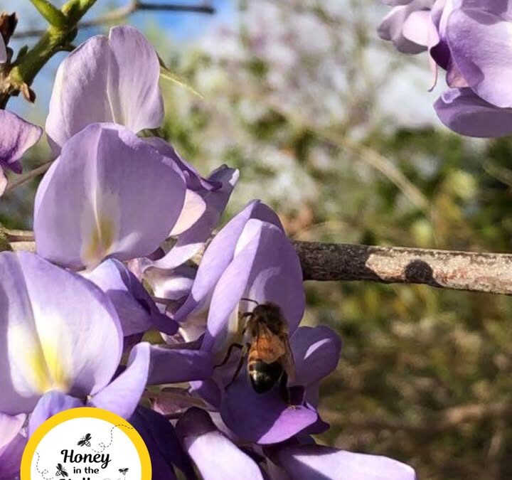 🌺🪻Spring Blooms = Happy Bees🐝