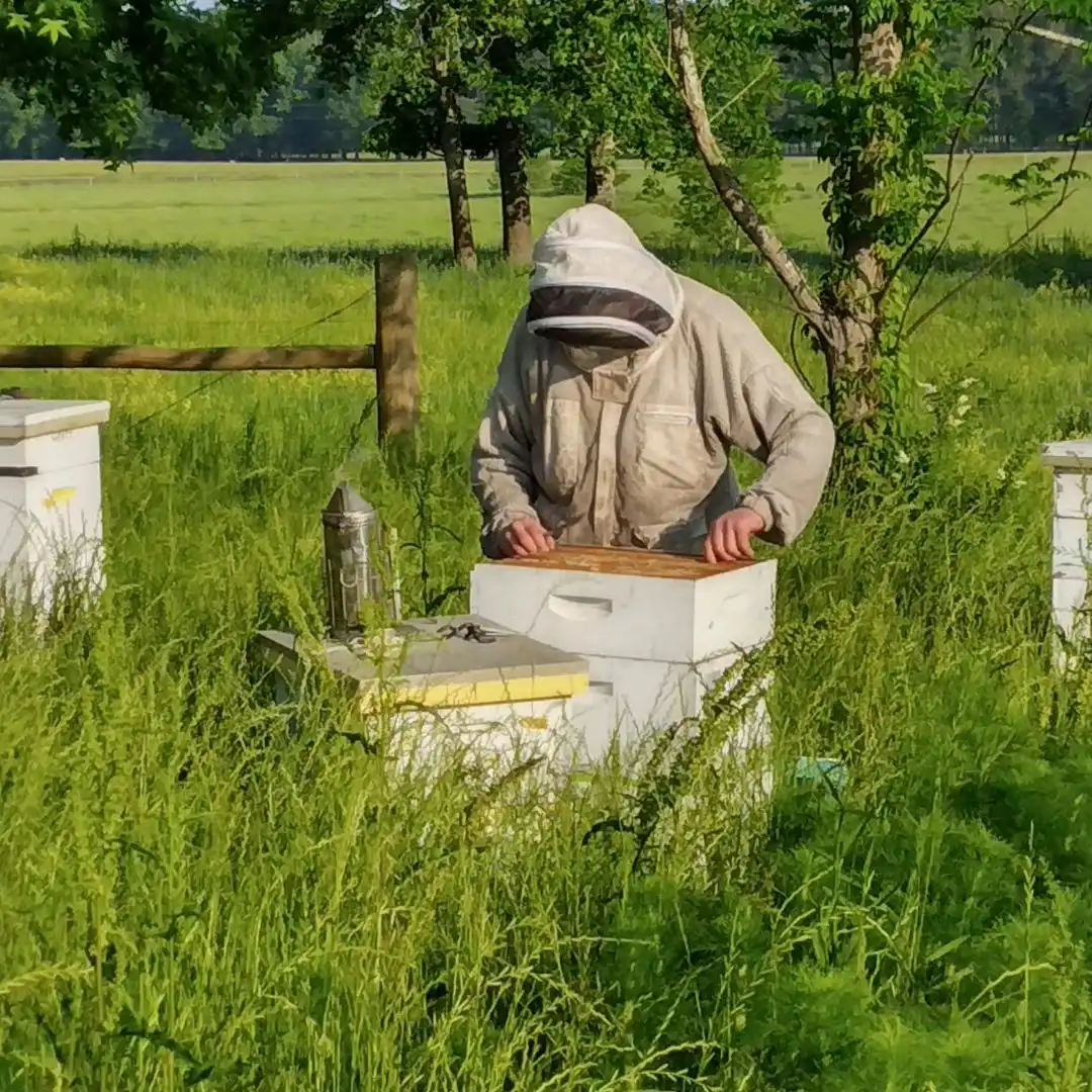 beekeeper working with colony of bees