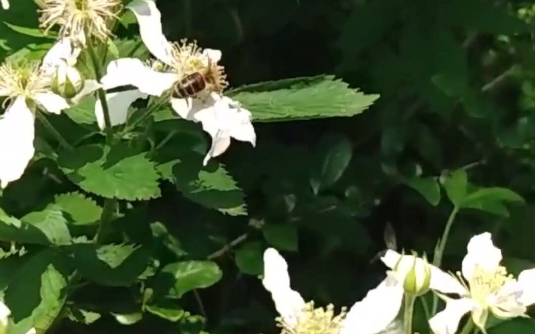 Our bees are finishing up in South Carolina