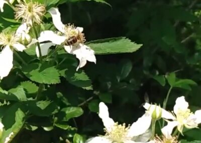 Our bees are finishing up in South Carolina