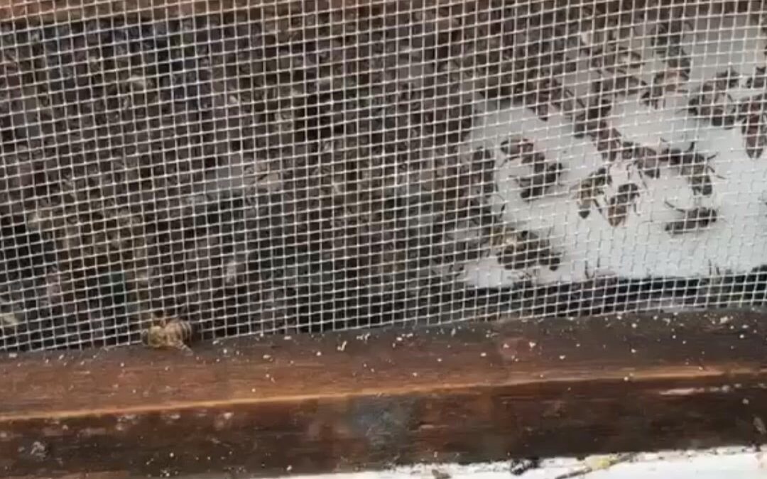 When we move our bees, we try to keep them all together, so we screen them in for the day trip