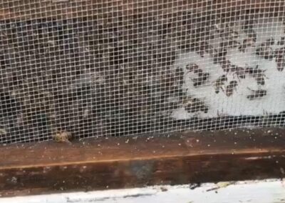 When we move our bees, we try to keep them all together, so we screen them in for the day trip