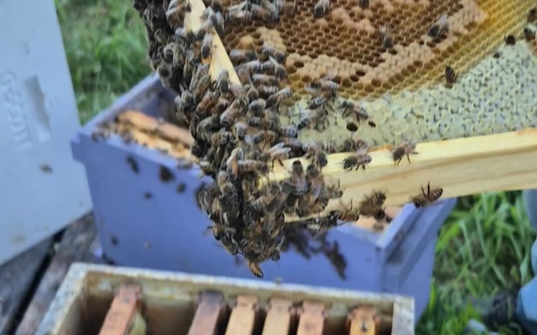 When we raise nucs, we move them into 10-frame equipment