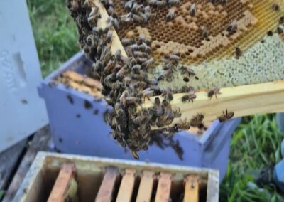 When we raise nucs, we move them into 10-frame equipment