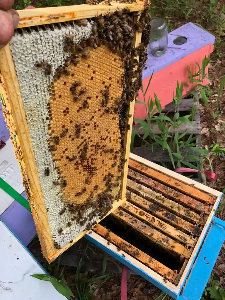 honey bee brood