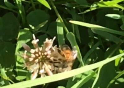 Ever wonder what our bees are doing in June?