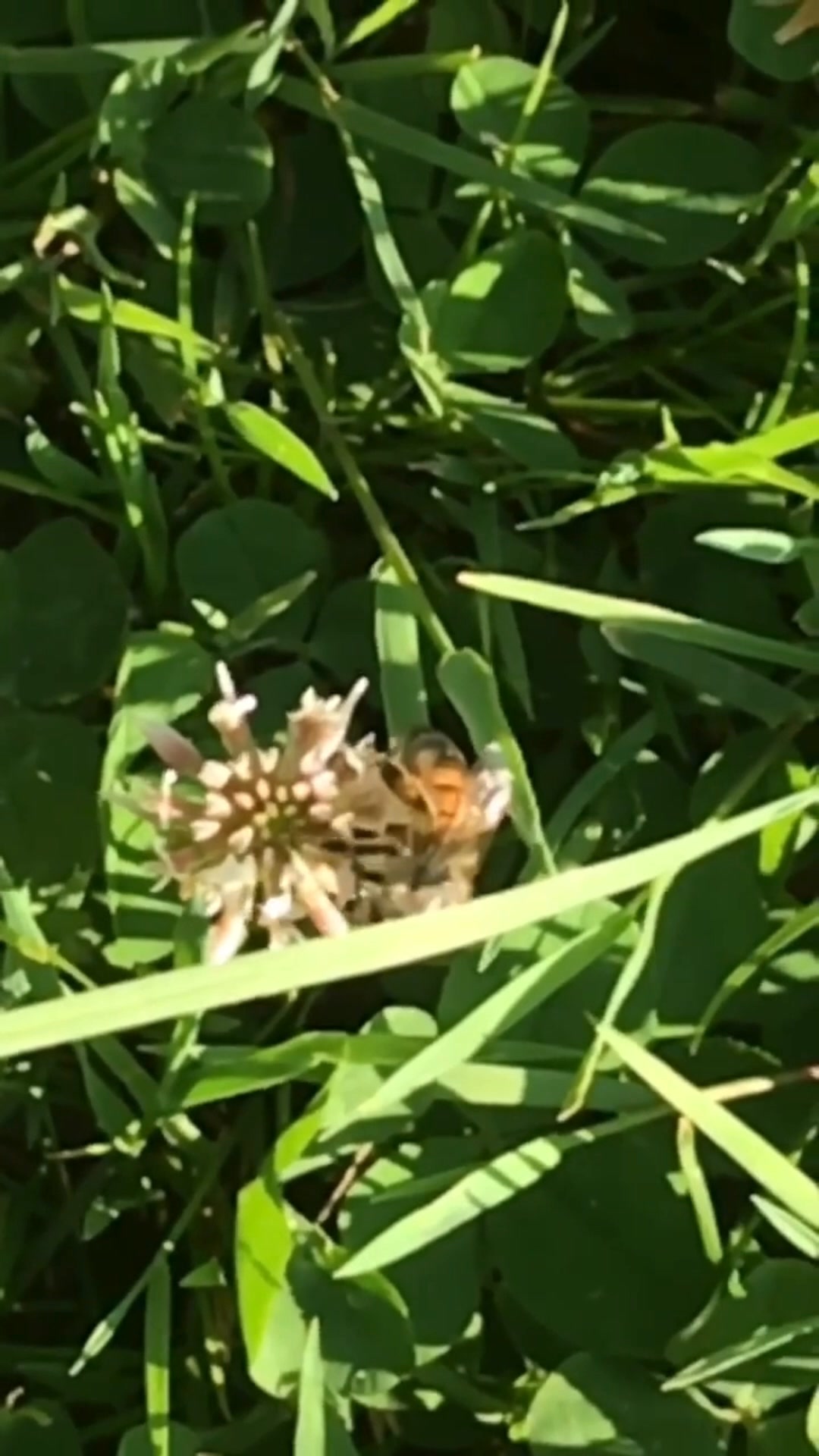 Ever wonder what our bees are doing in June?