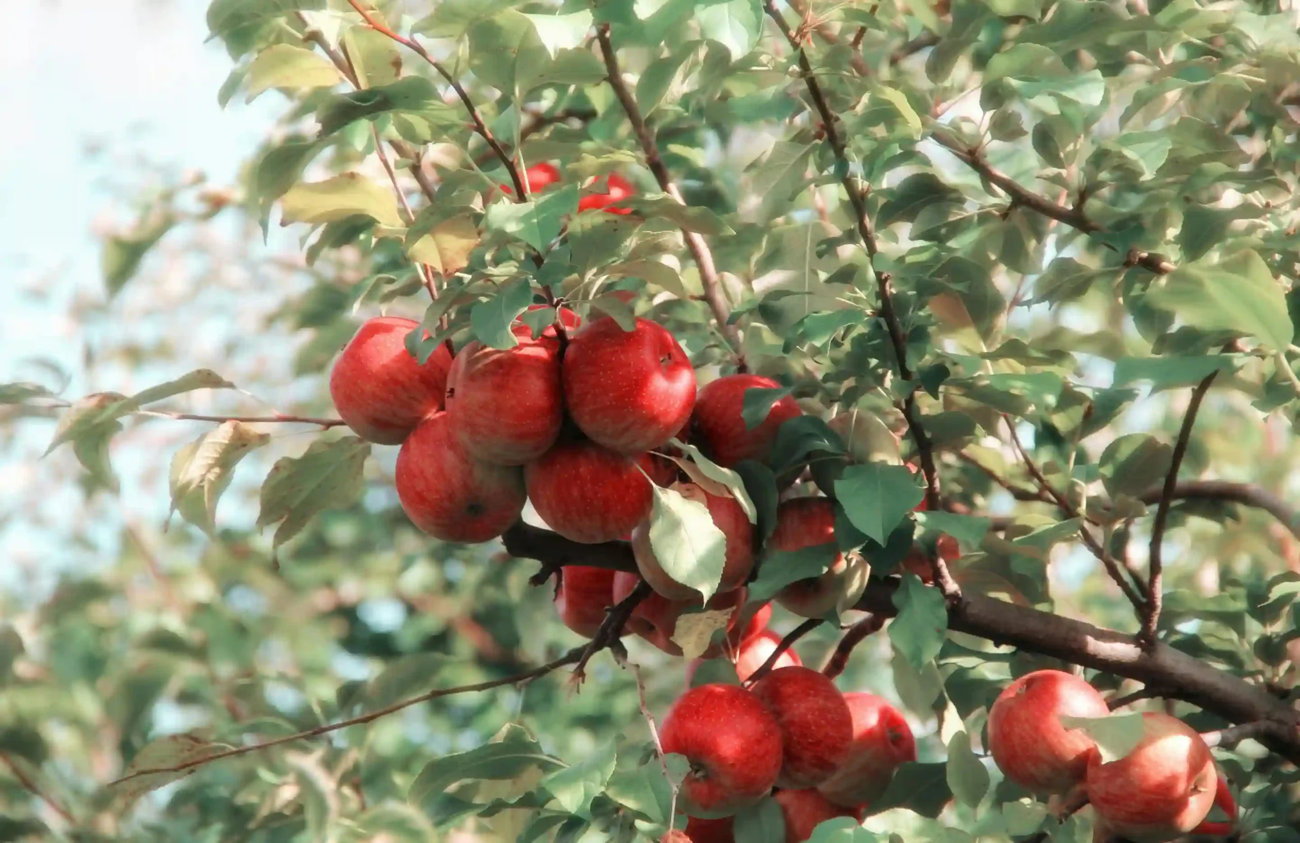 Ripe red apples