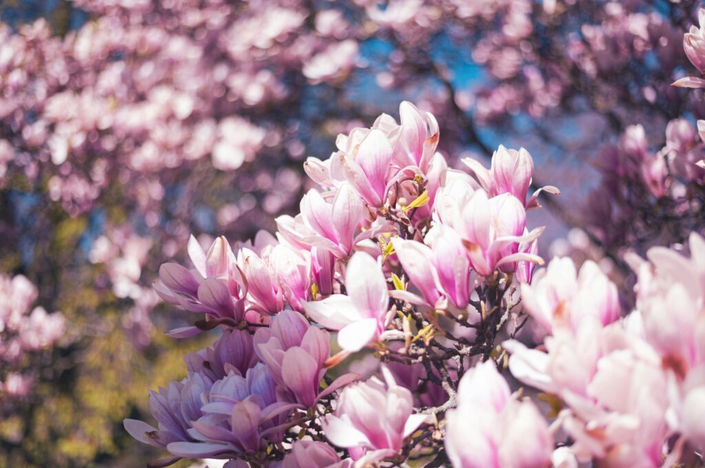 Spring Fling Flowers
