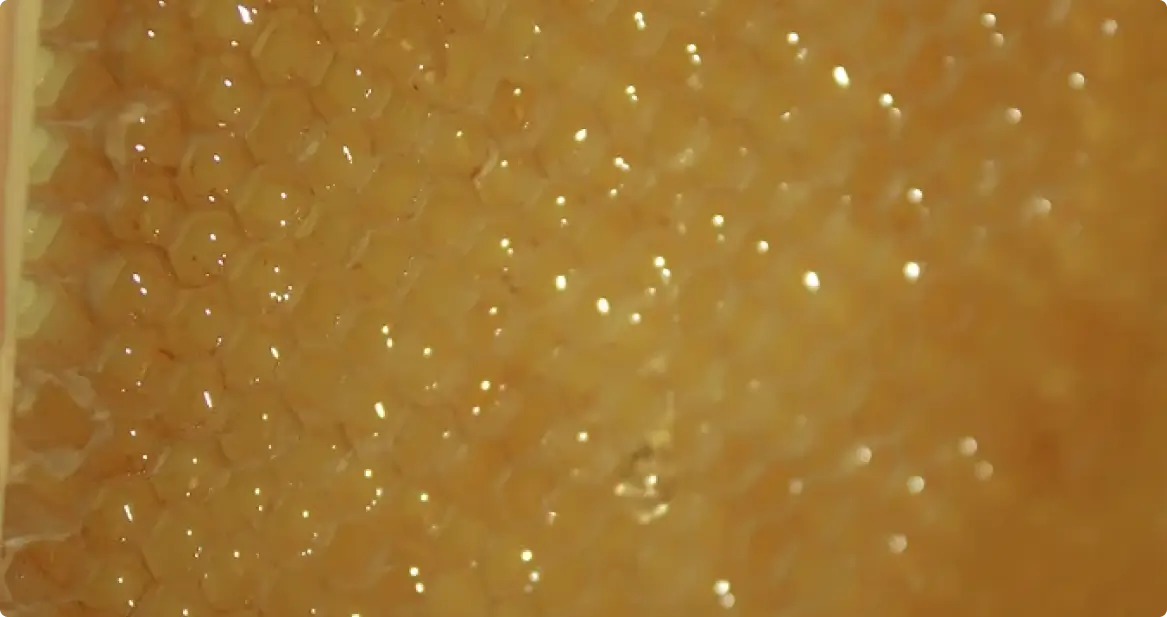 Uncapped honey is so beautiful