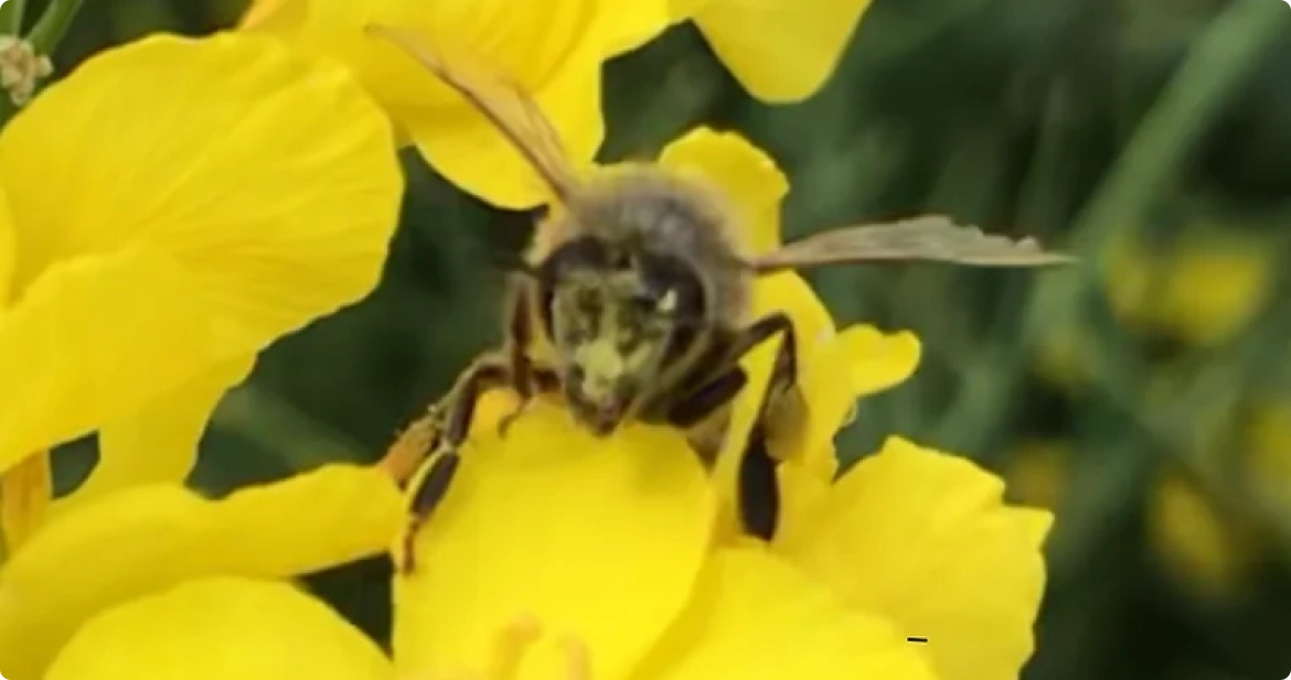 Bee caught on camera